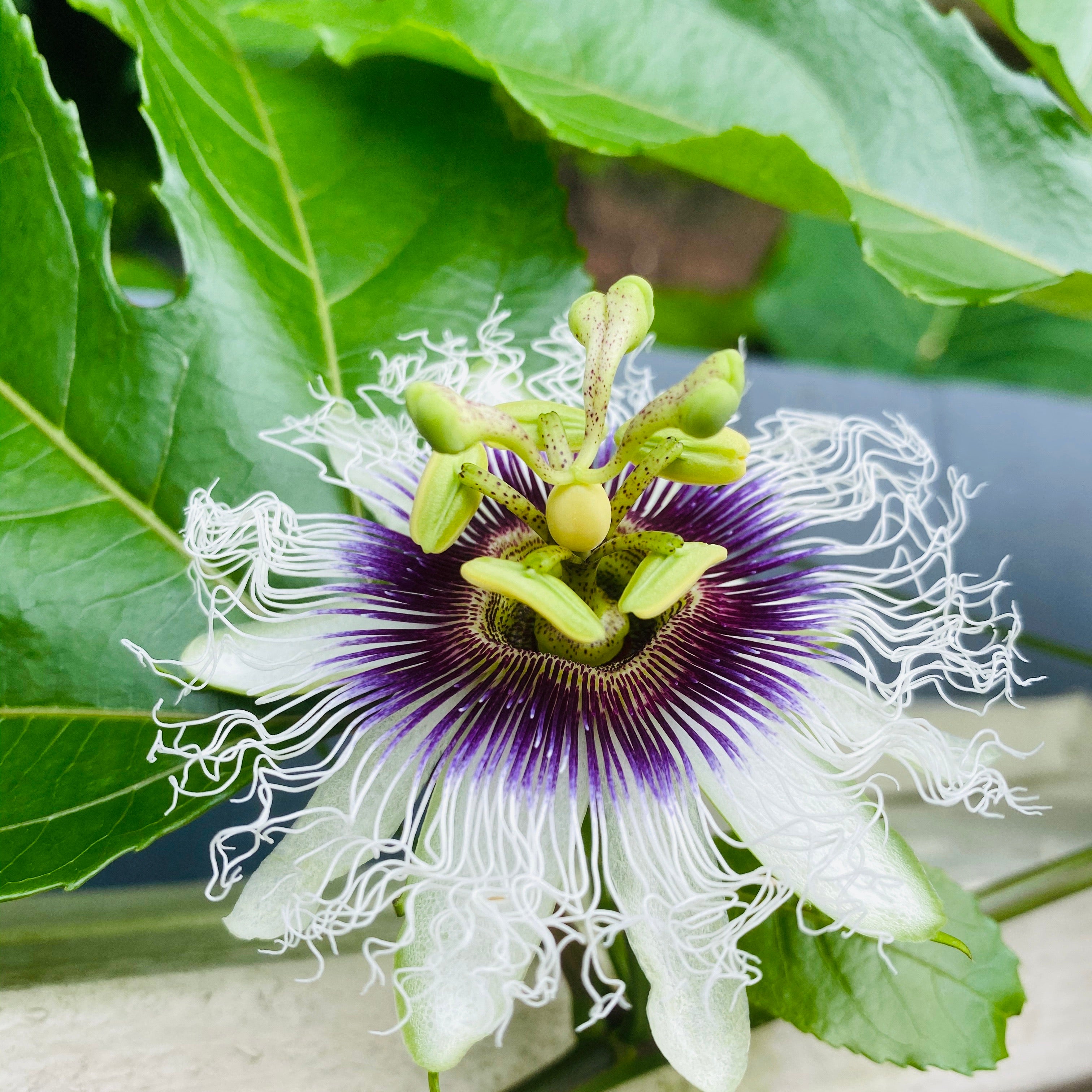 Passionflower (Passionfruit) Essence