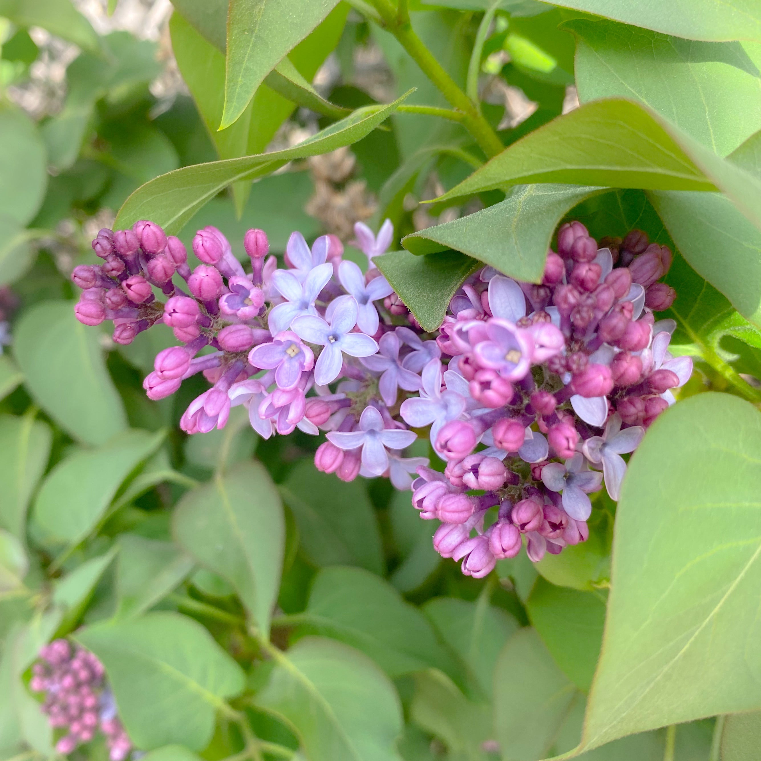 Lilac Flower Essence- uplifting and inspiring — Primrose apothecary