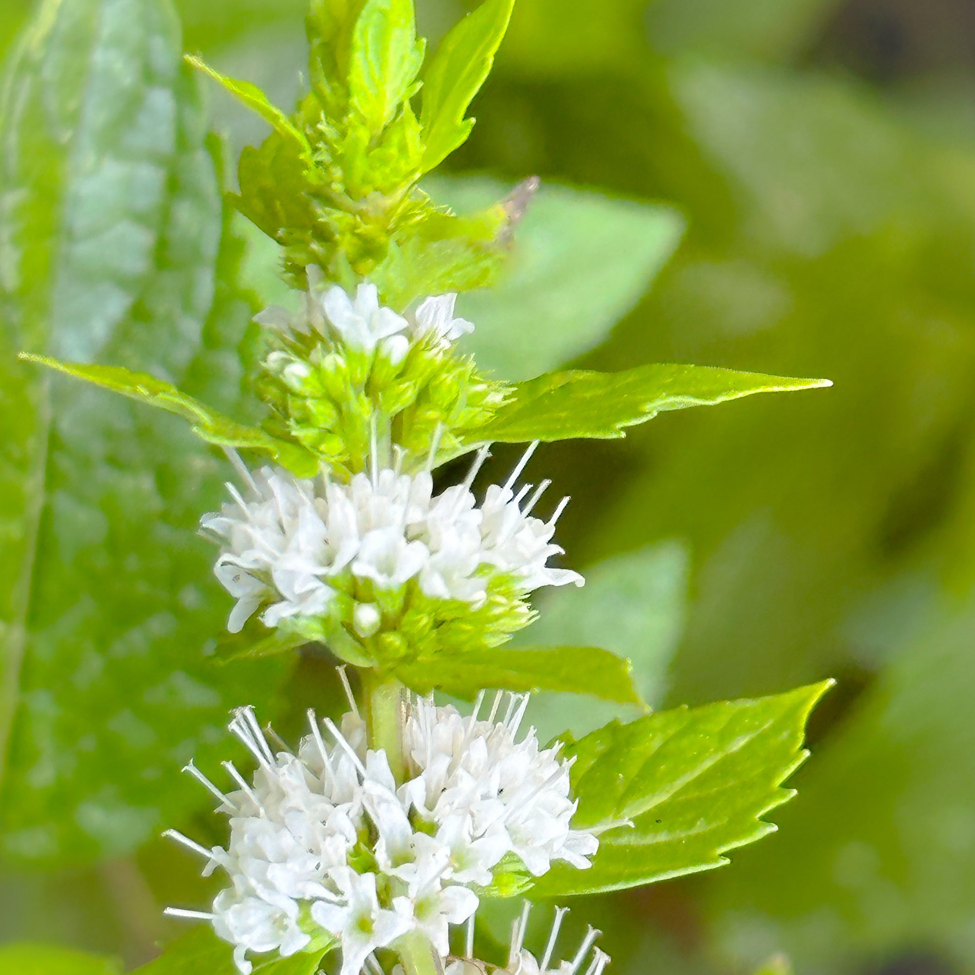 Spearmint Flower Essence