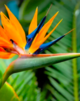 Bird of Paradise Flower Essence