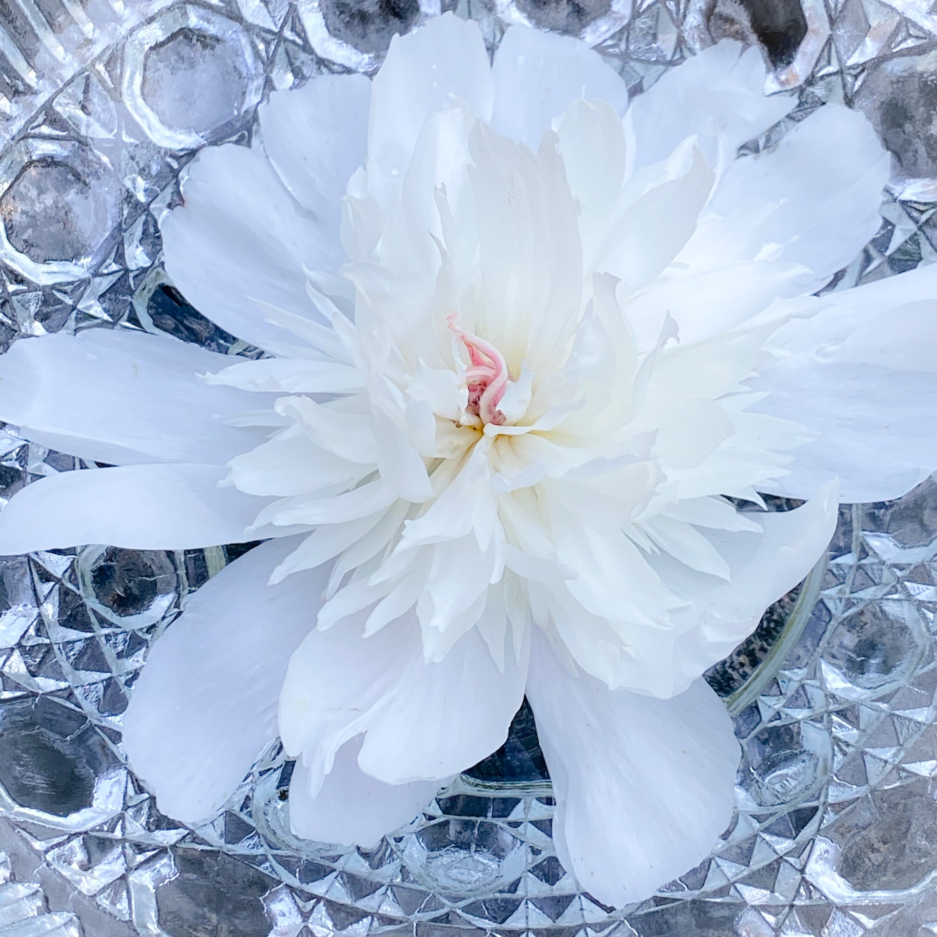 White Peony Flower Essence – Whispering Roots Apothecary