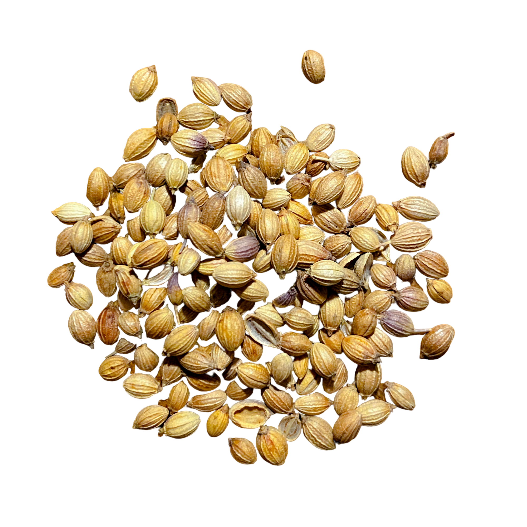 Coriander Seed