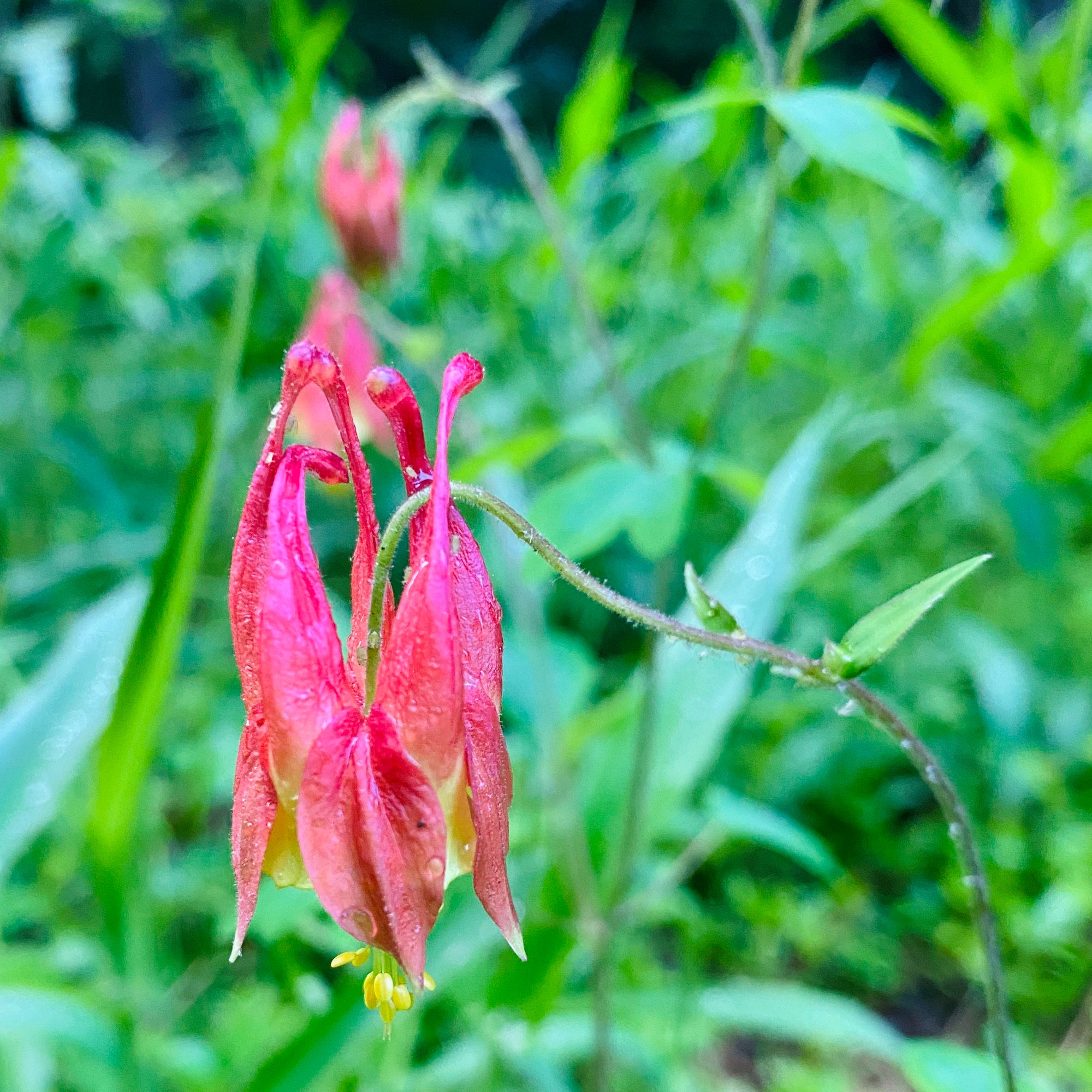 Wild Columbine Flower Essence