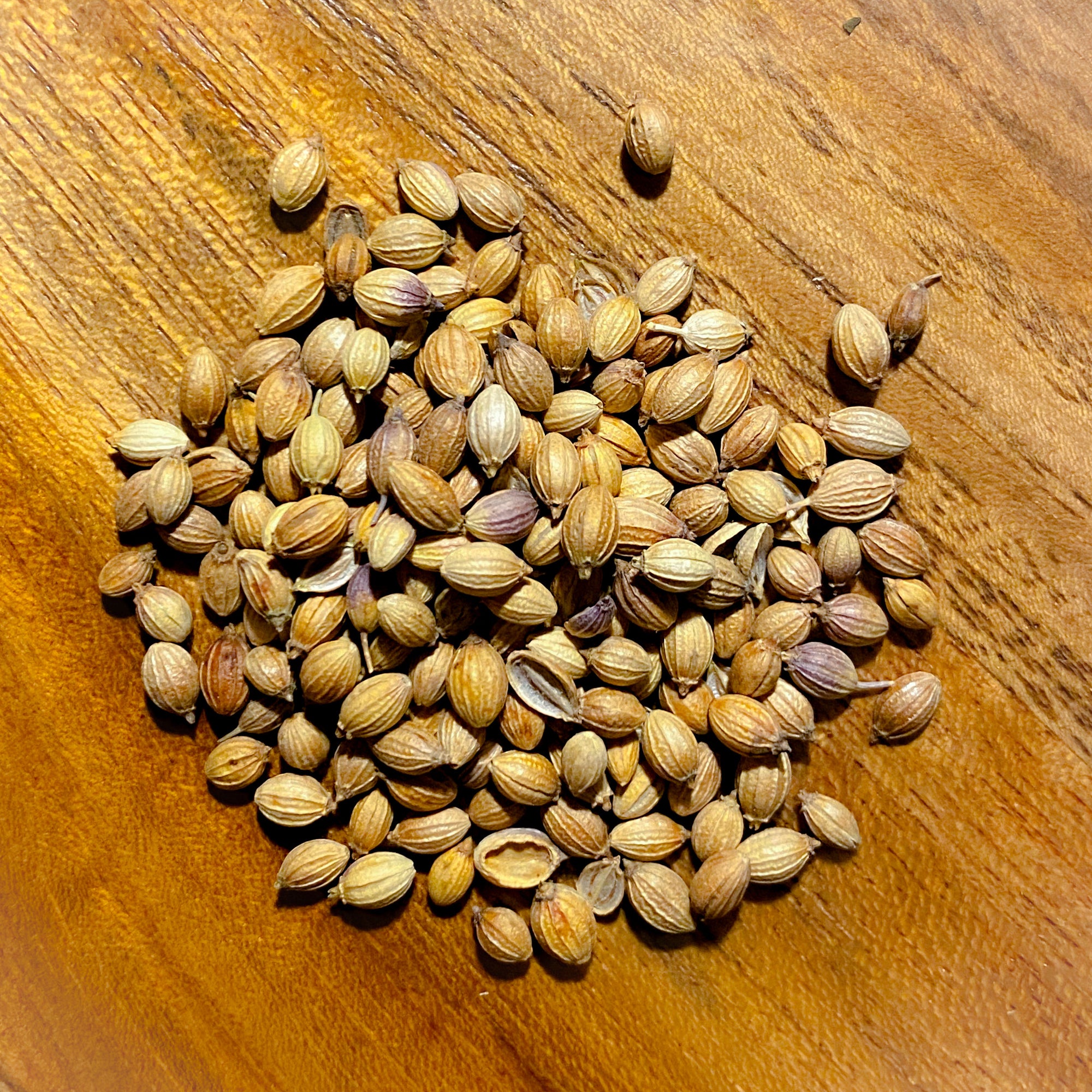 Coriander Seed