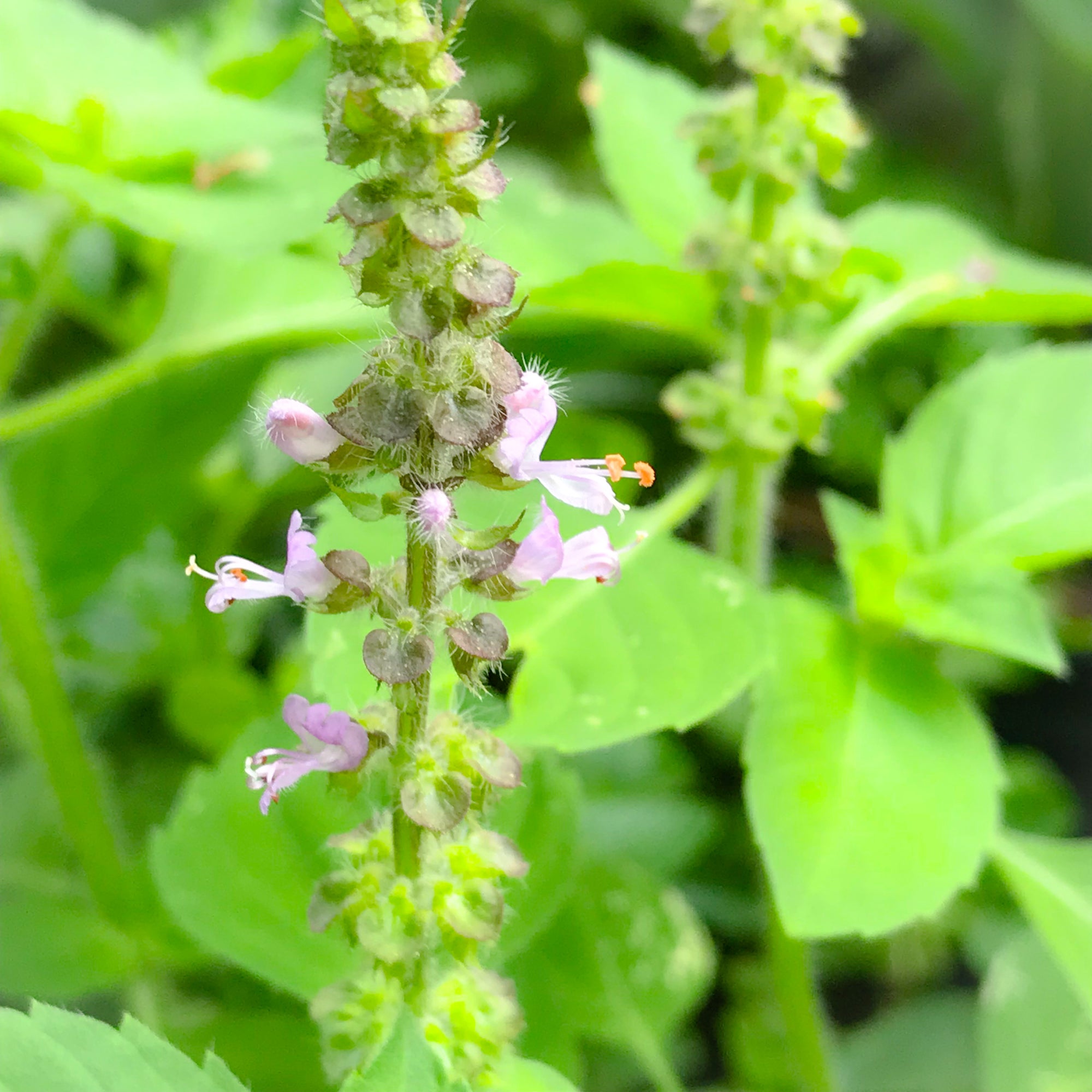 Holy Basil Flower Essence