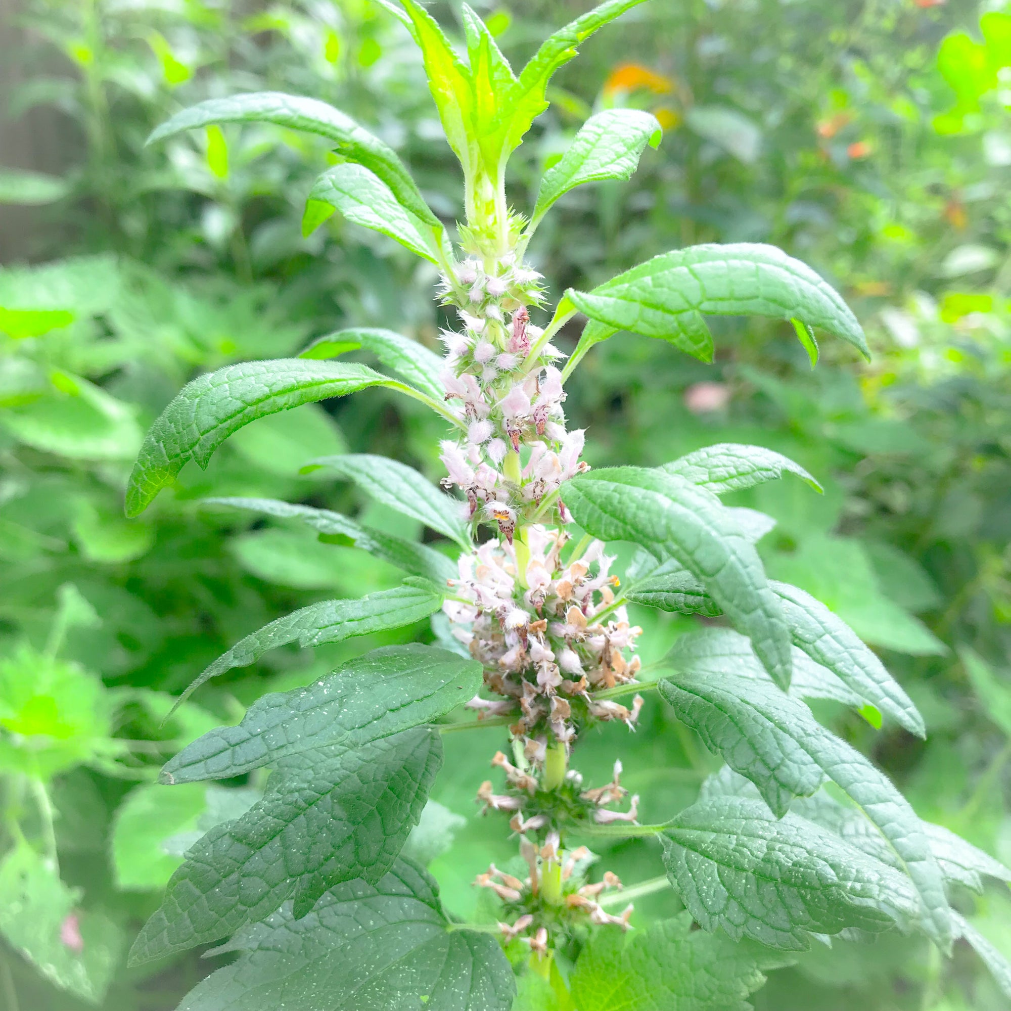 Motherwort Flower Essence