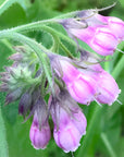 Comfrey Flower Essence