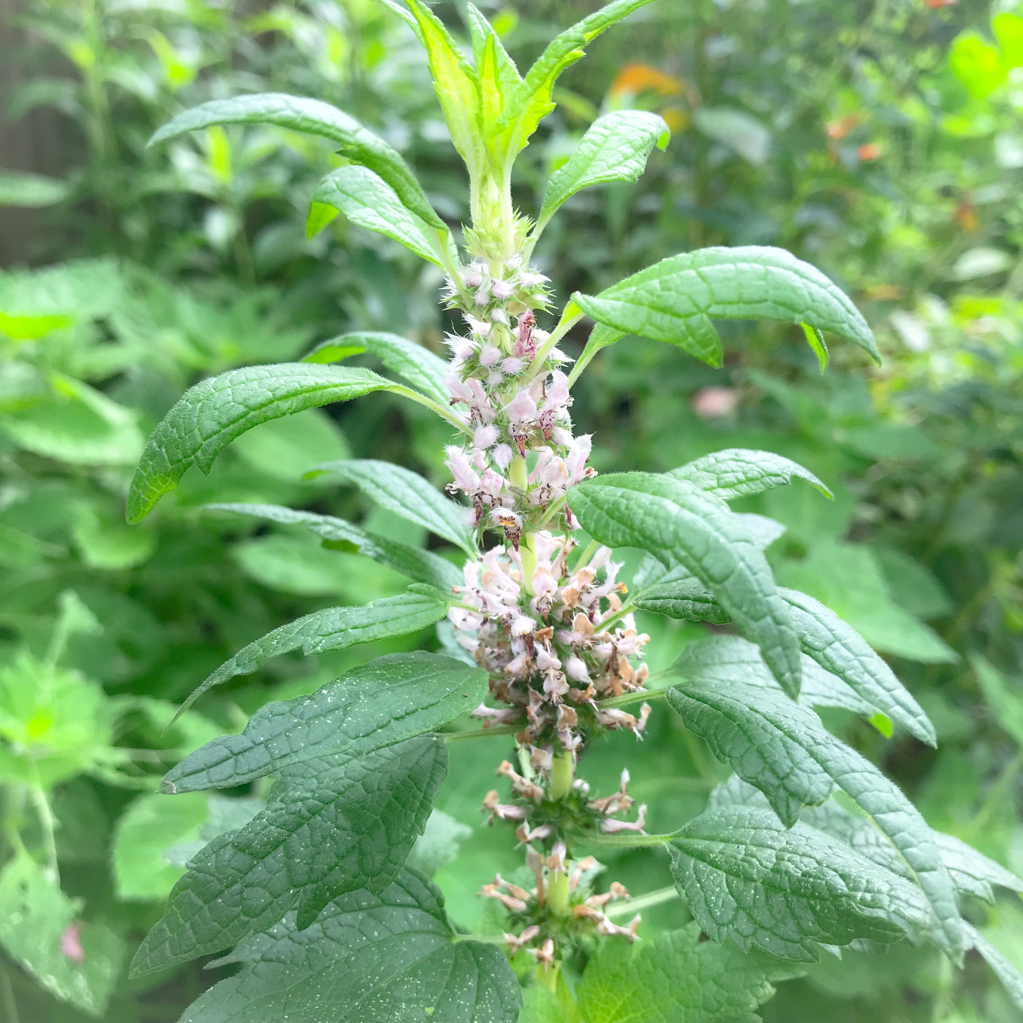 Motherwort Flower Essence