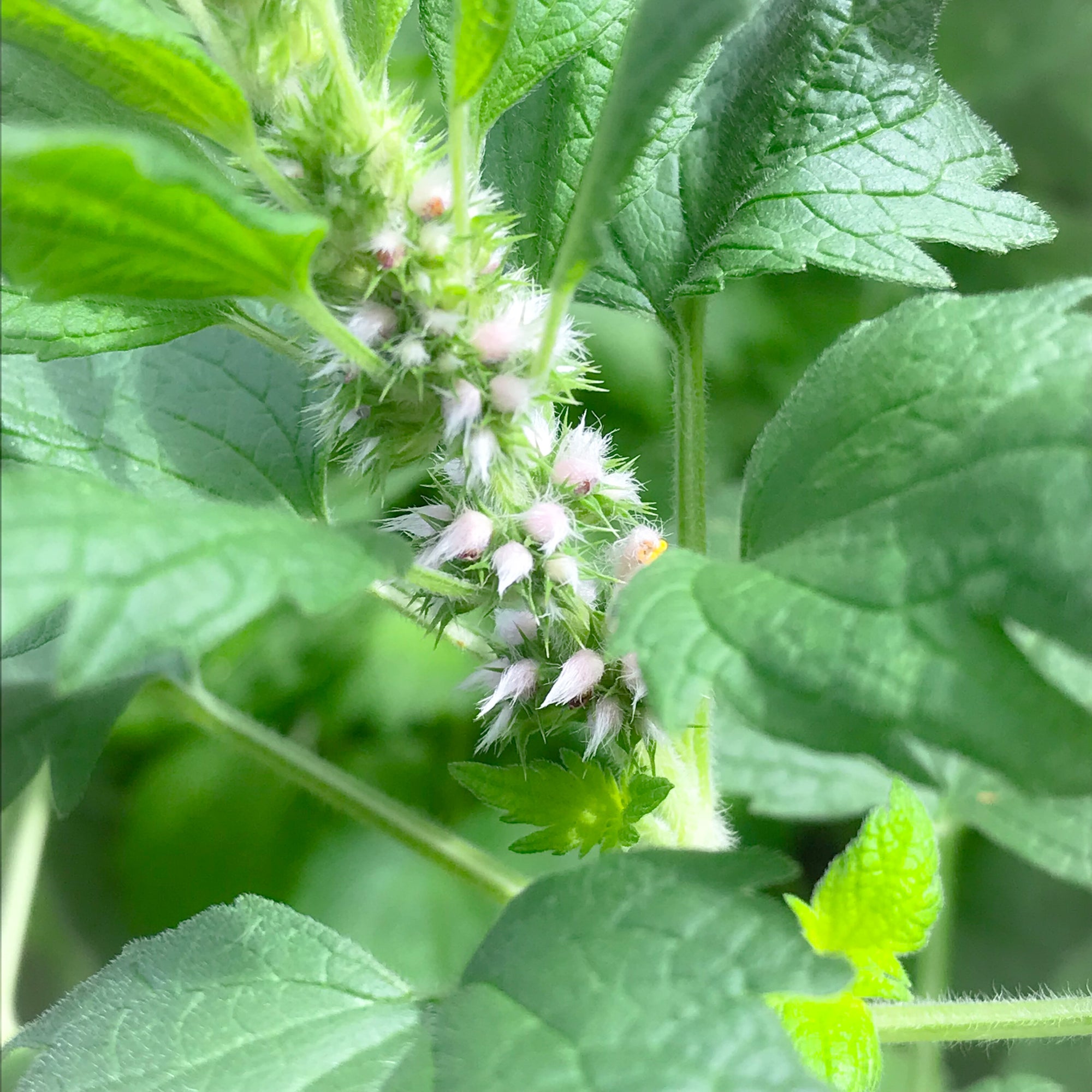 Motherwort Flower Essence