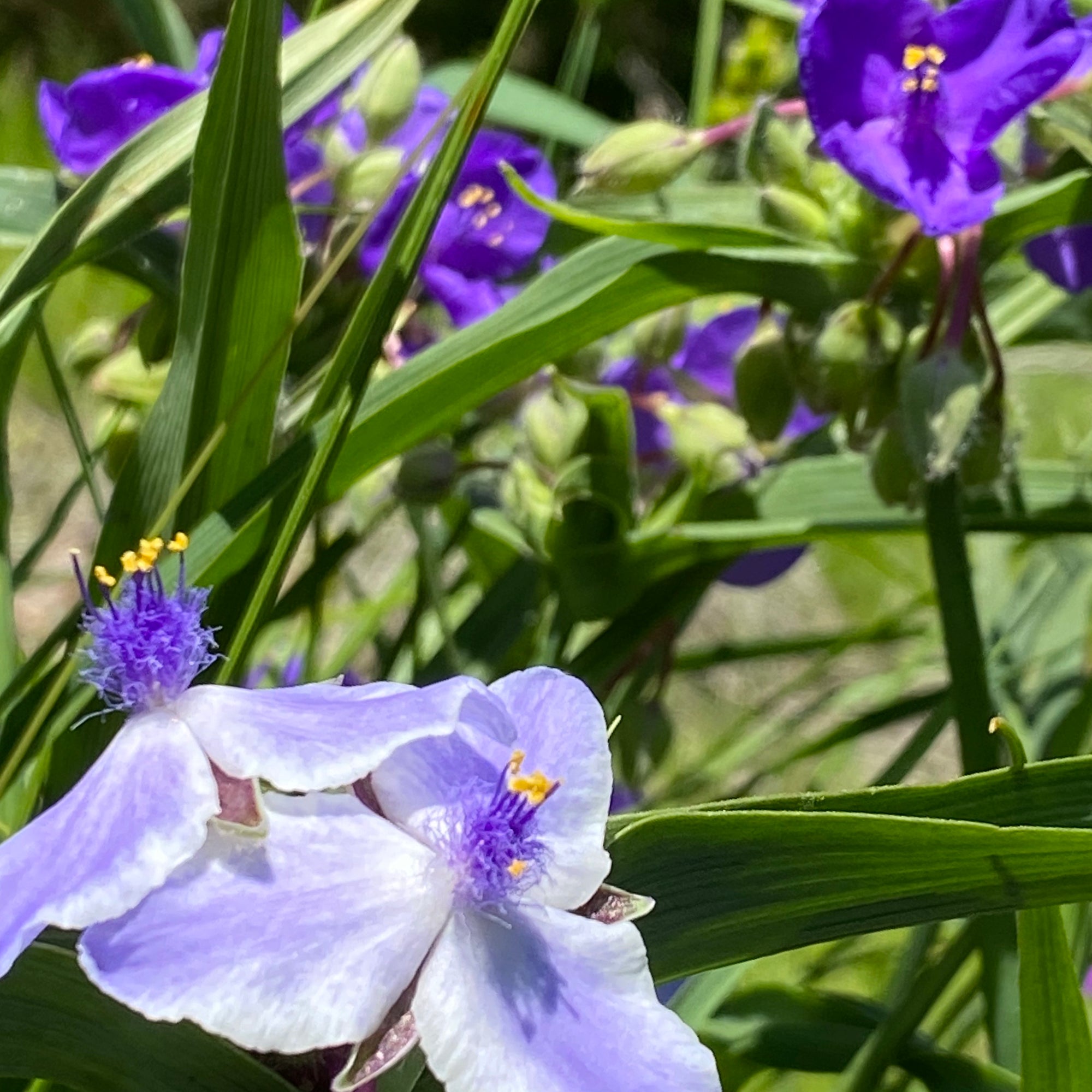 Spiderwort Flower Essence